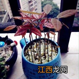 龙眼发芽了能种吗