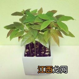 龙眼苗盆景种植方法