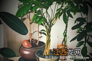 龙眼苗盆景种植方法