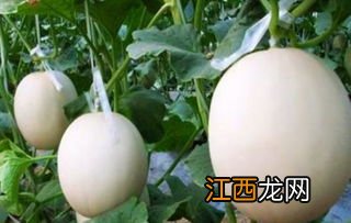 香瓜膨大素什么时间打