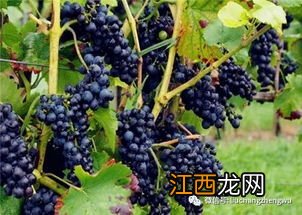 蓝莓开花结果时间