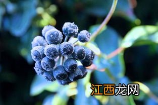 蓝莓在冬季室外怎么养