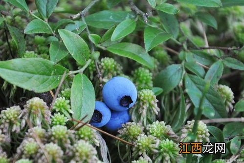 蓝莓在冬季室外怎么养