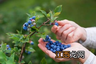 蓝莓在冬季室外怎么养