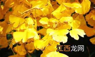 杏树为什么为什么被称为活化石