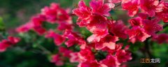 映山红花朵形状:呈簇状生长,花朵似什么 映山红花朵形状