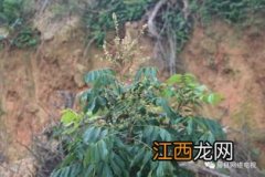 龙眼开花的季节