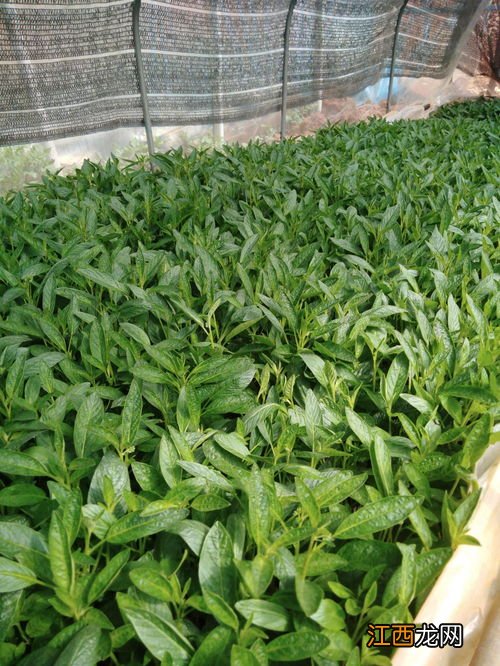 人参果苗什么时候种