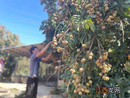 龙眼亩产量