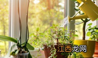 属猴的养什么植物聚财 属猴养什么植物旺财运