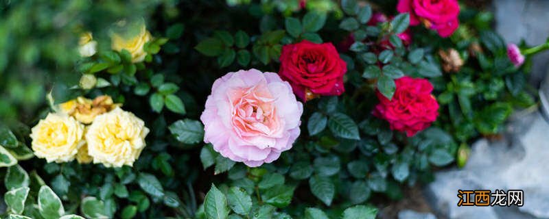 刚从花店买的花需要醒花吗 花店买的花需要醒花吗