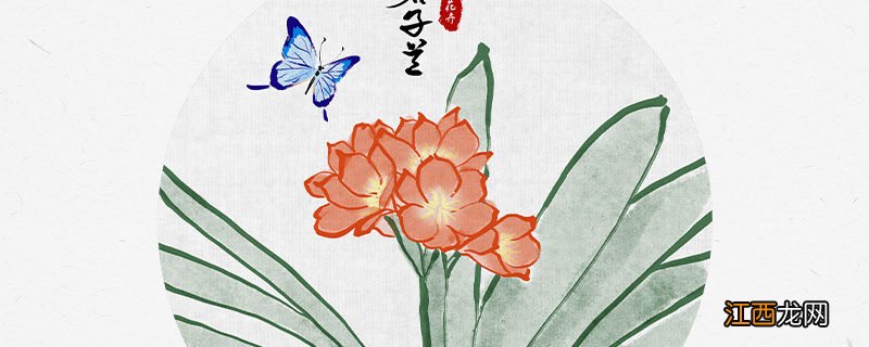 君子兰烂根了怎么办?三招轻松解决! 君子兰烂根了怎么办