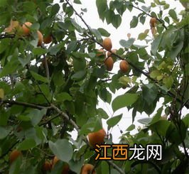 杏树可以嫁接哪些果树