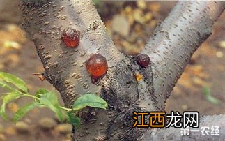 杏树流胶病怎么治