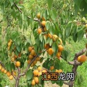 杏树几年结果