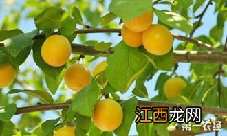 杏树几年结果