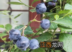 蓝莓盆栽的养殖方法