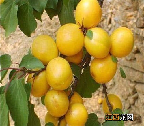 杏树每亩定植多少株