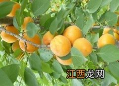 杏树可以做菜板吗