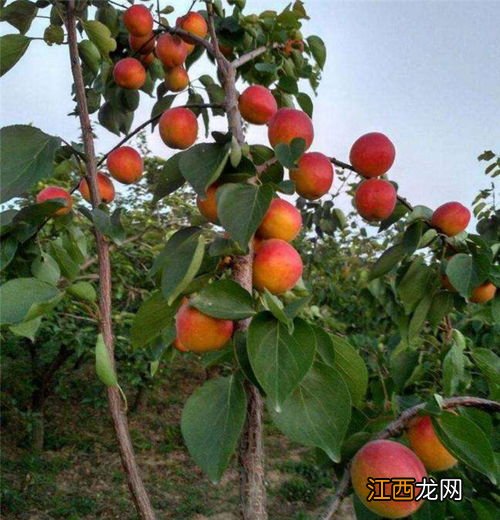 杏树种植在什么地方好