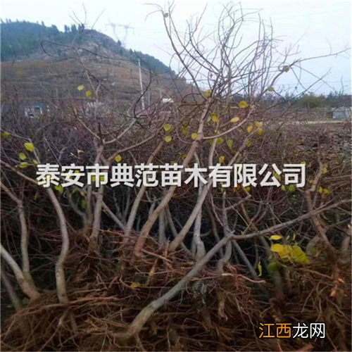 杏树当年生枝条当年结果吗