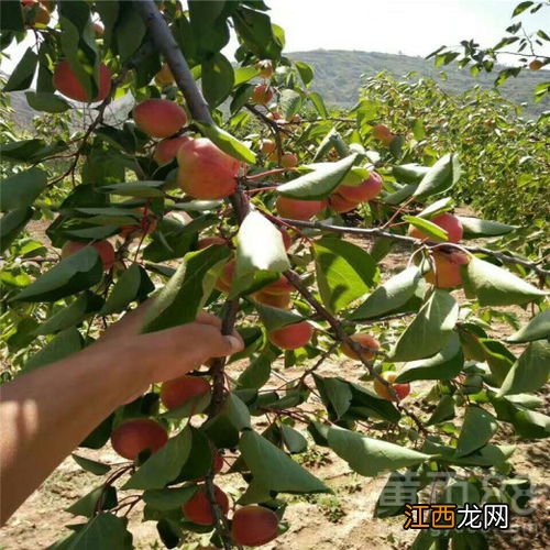 杏树当年生枝条当年结果吗