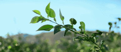 柚子三年挂果吗