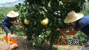 柚子三年挂果吗