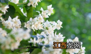 家中开花预示着什么 家里花开象征着什么