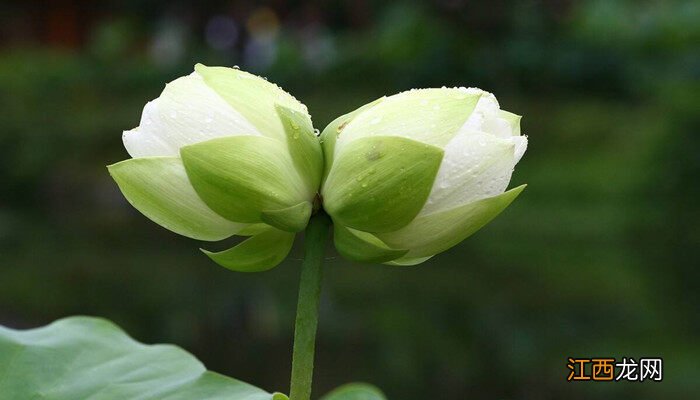 并蒂莲的经典诗句 并蒂莲花的寓意是什么