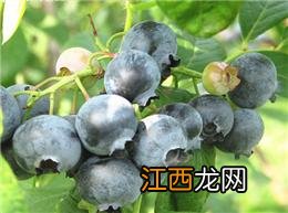 蓝莓哪个季节成熟
