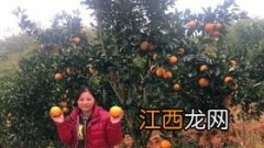 脐橙一棵树挂果多少斤