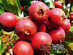 山楂特性