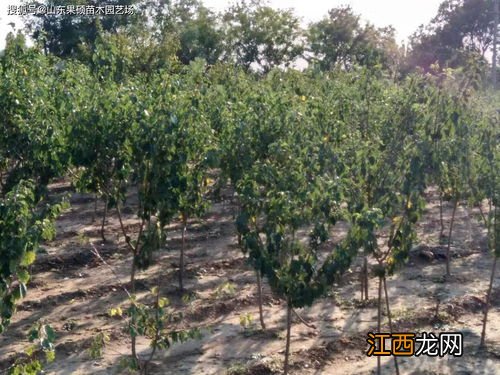 山楂ph值是多少