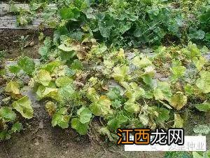 甜瓜枯萎病症状