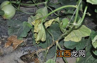 甜瓜枯萎病症状