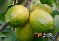 柠檬什么时候开花结果