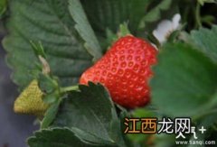 草莓不开花是什么原因