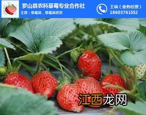 草莓苗种植方法