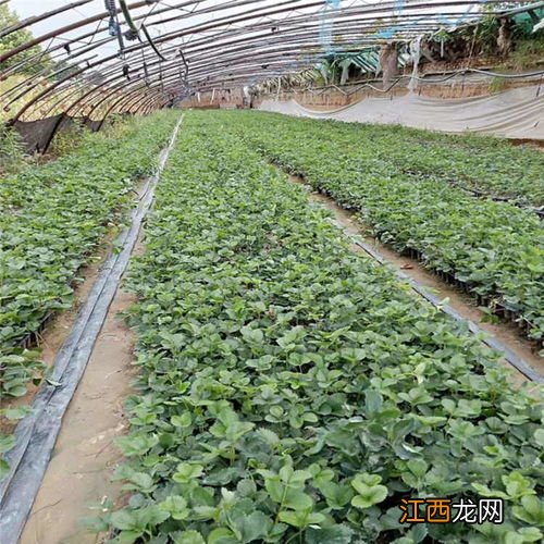 草莓苗种植方法