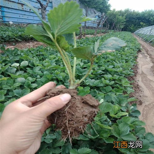 草莓苗种植方法