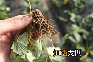 草莓根腐病怎么治