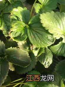 草莓卷叶什么原因