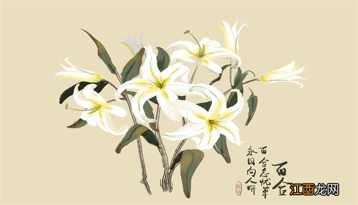 百合花水里放什么可以保持鲜活