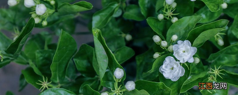 茉莉花施什么肥开花多百度 茉莉花施什么肥开花多