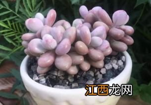 葡萄肉肉的养殖方法