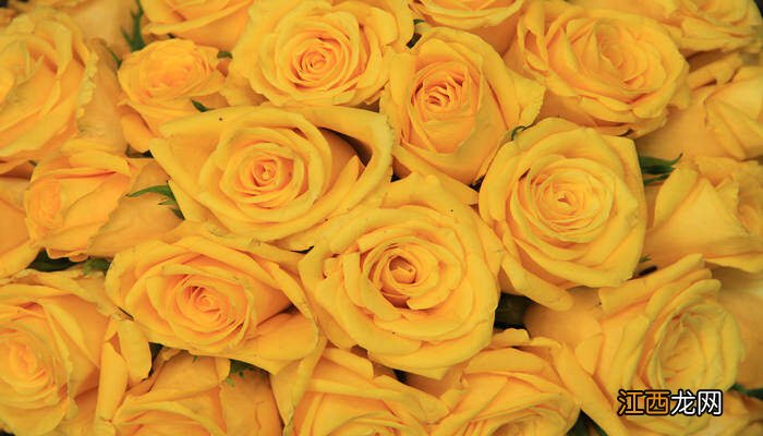 香槟玫瑰花语 香槟玫瑰为啥不能随便送人