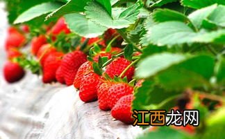 草莓发芽后怎么养护
