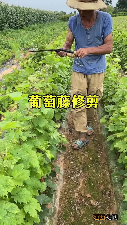 葡萄藤怎么修剪