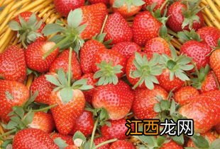 草莓几月份上市